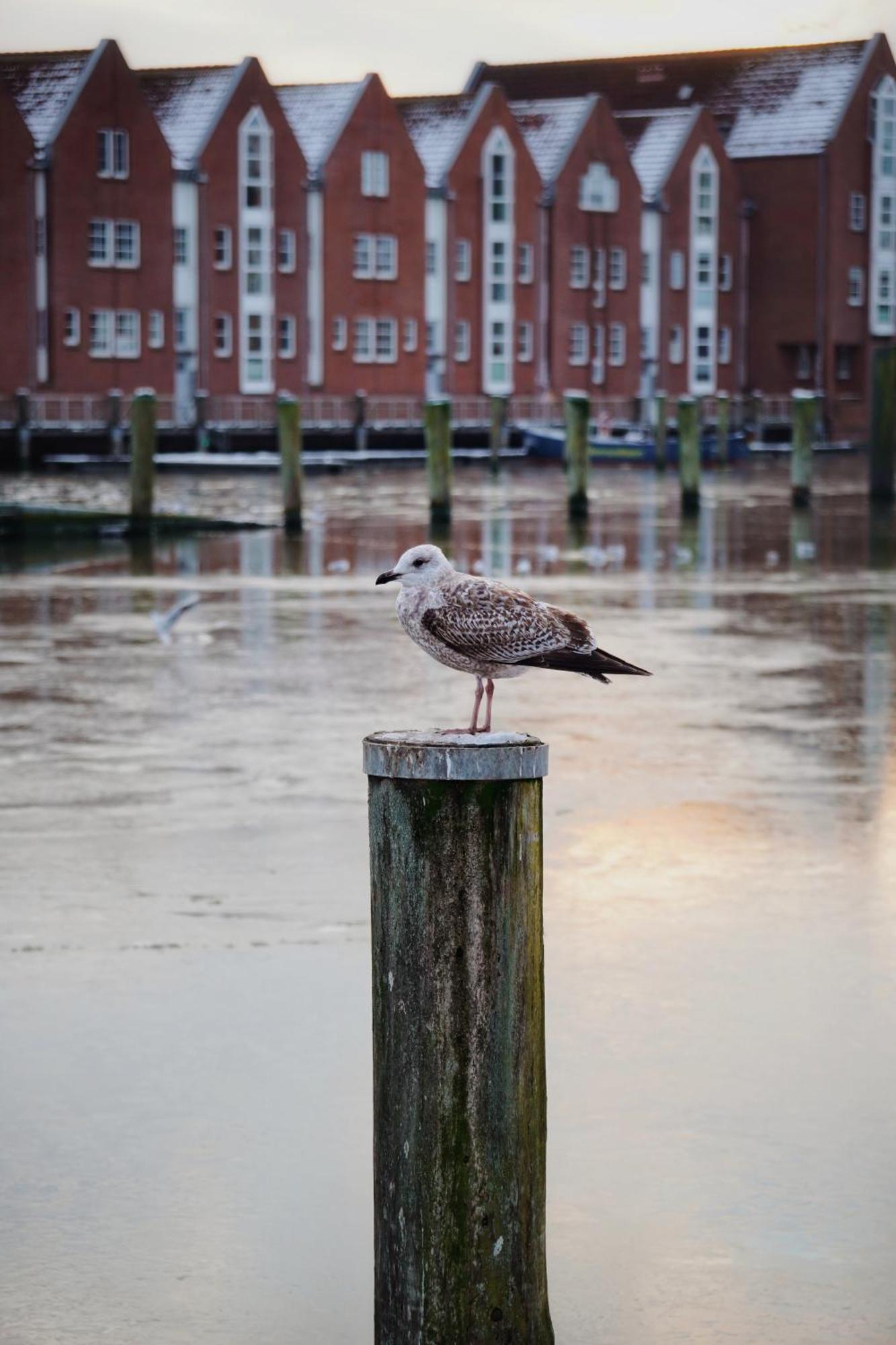 Ferienhus #2 Nordfriesland Mildstedt Exterior foto